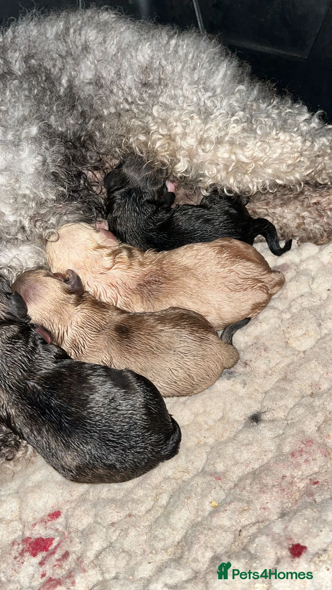 Shihpoo dogs for sale: Shihpoo puppies  - Advert 1