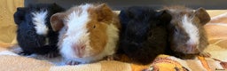 Guinea Pig rodents for sale: Gorgeous teddy girls - Advert 5