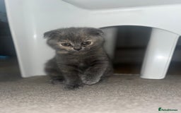 Scottish Fold cats for sale: Scottish Fold x British Shorthair - Image 3