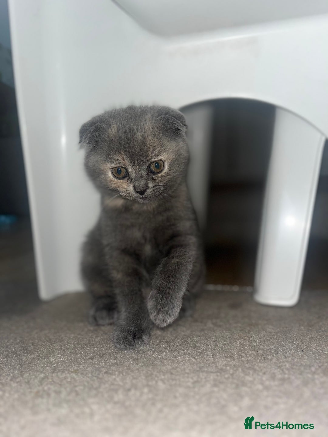 Scottish Fold cats for sale: Scottish Fold x British Shorthair - Image 3