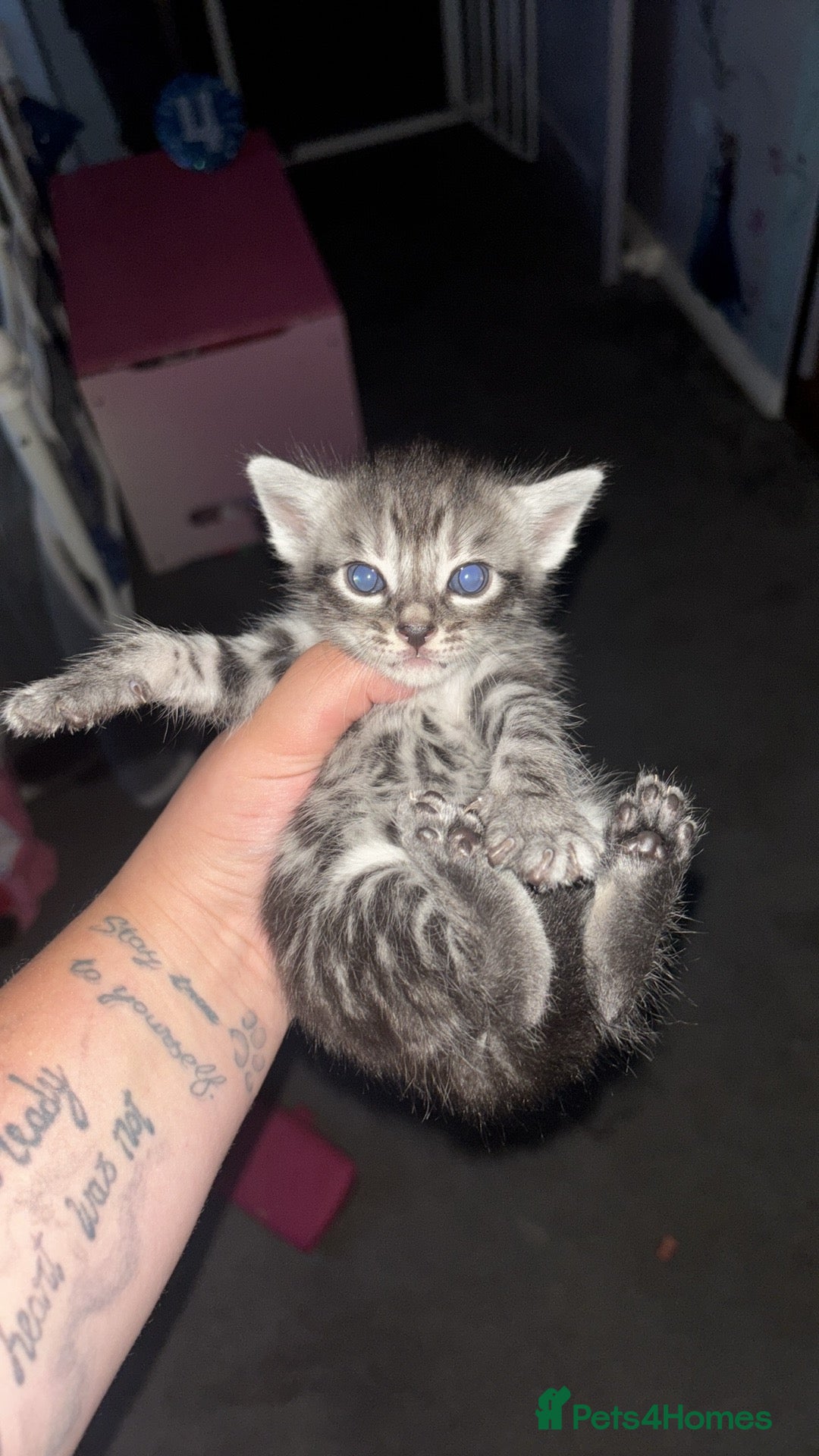 Mixed Breed cats for sale: 3 kittens available READ DESCRIPTION  - Image 1