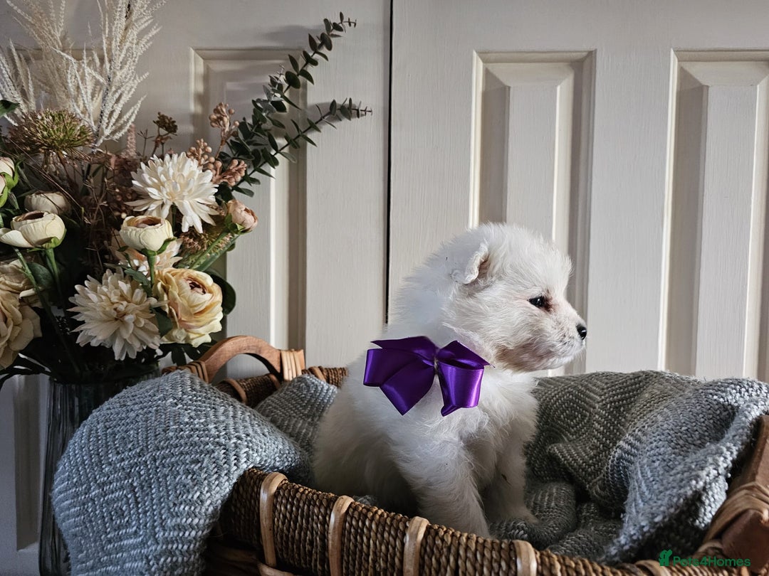 Samoyed dogs for sale: Outstanding Litter of Pedigree Samoyeds - Advert 7