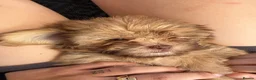 Shih Tzu dogs for sale: 2 beautiful shih poo puppies - Advert 3