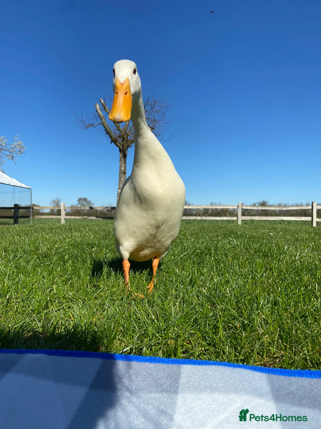 Ducks poultry for sale: Pure White Indian Runner Duck Eggs - Advert 2