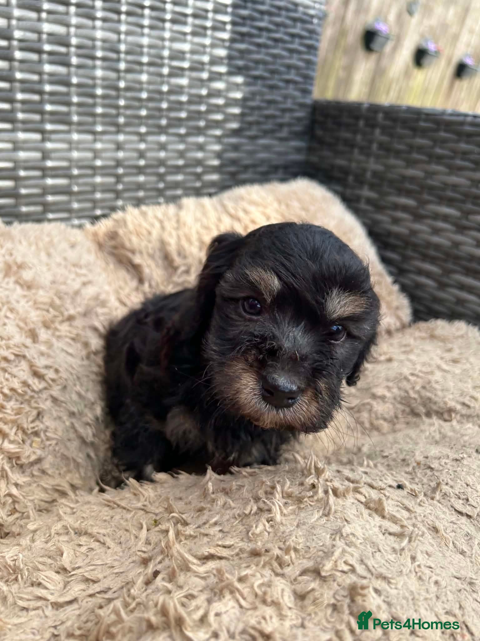 Lhasapoo Puppy 4