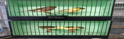 Canaries birds for sale: Gloster canaries - Advert 4