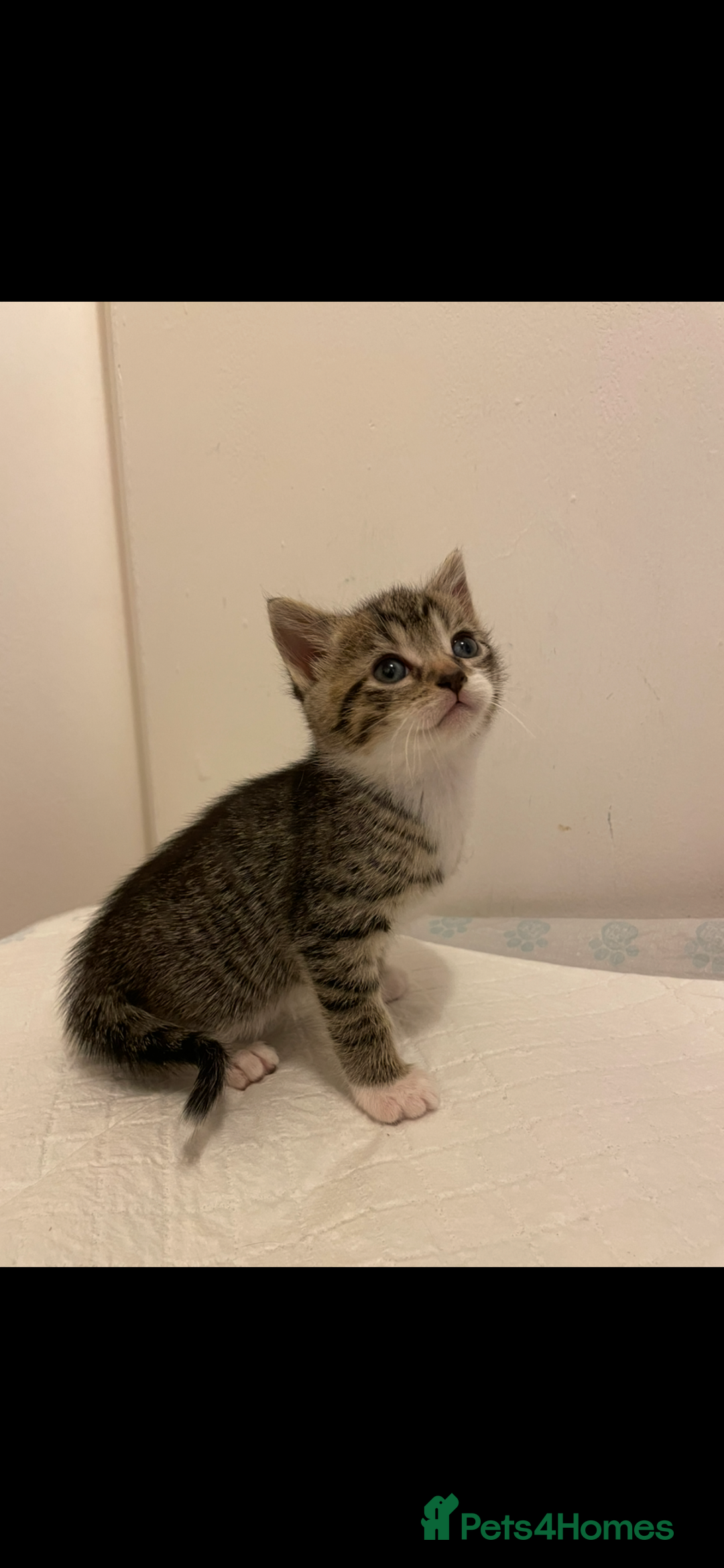 Mixed Breed cats for sale: Gorgeous kittens ready for new homes now  - Advert 14