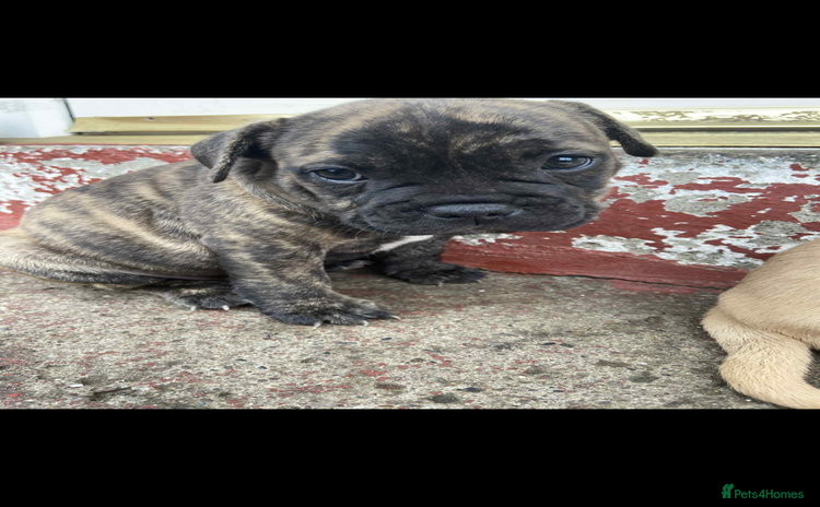 Mixed Breed dogs - Advert 9