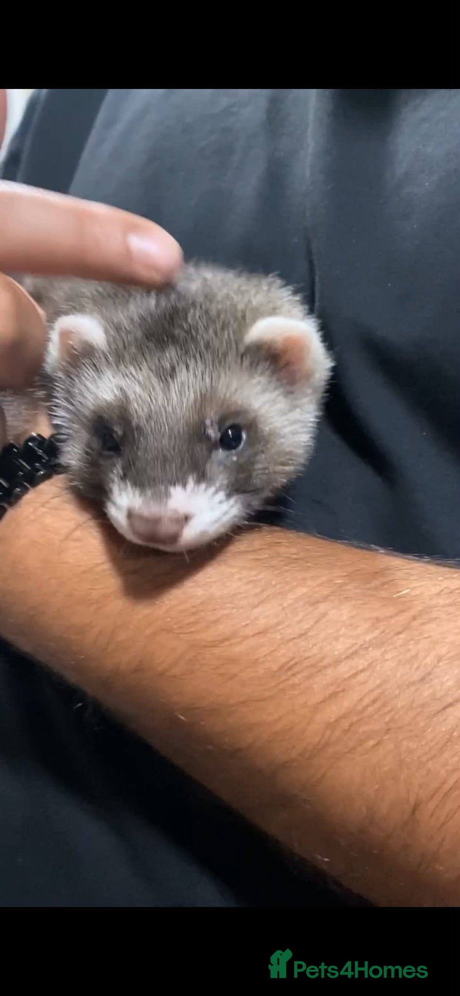 Ferret rodents FERRET - Advert 1