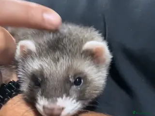 Ferret rodents FERRET - Advert 1