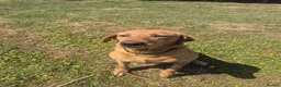 Labrador Retriever dogs for sale: Kc reg fox red labrador  - Advert 2