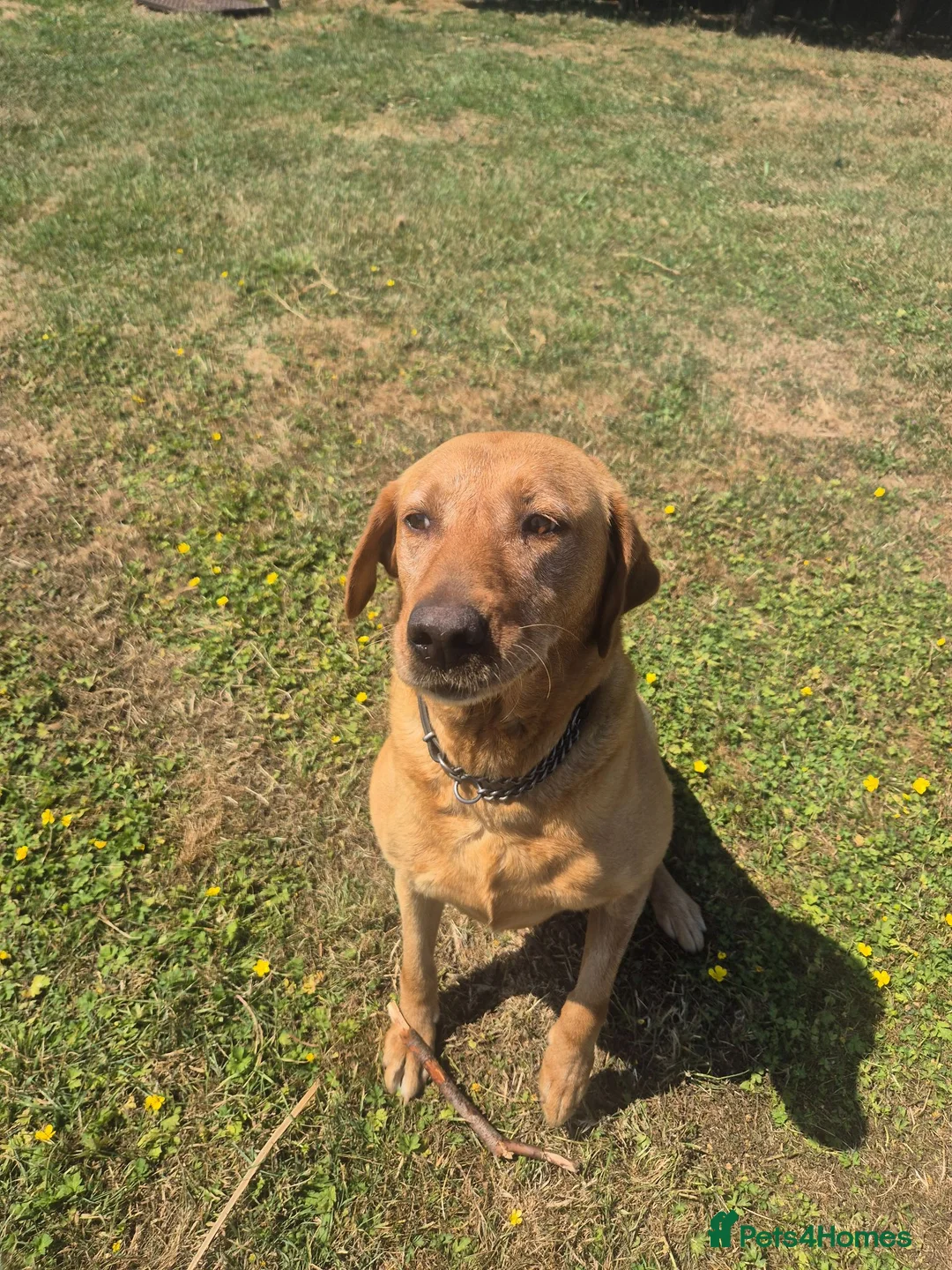 Labrador Retriever dogs for sale: Kc reg fox red labrador  - Advert 2