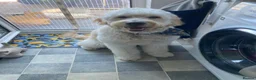 Double Doodle dogs for sale: Double Doodle puppies due August 2026 - Advert 23