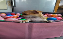 Chihuahua dogs for sale: Chihuahua puppies available  - Image 4