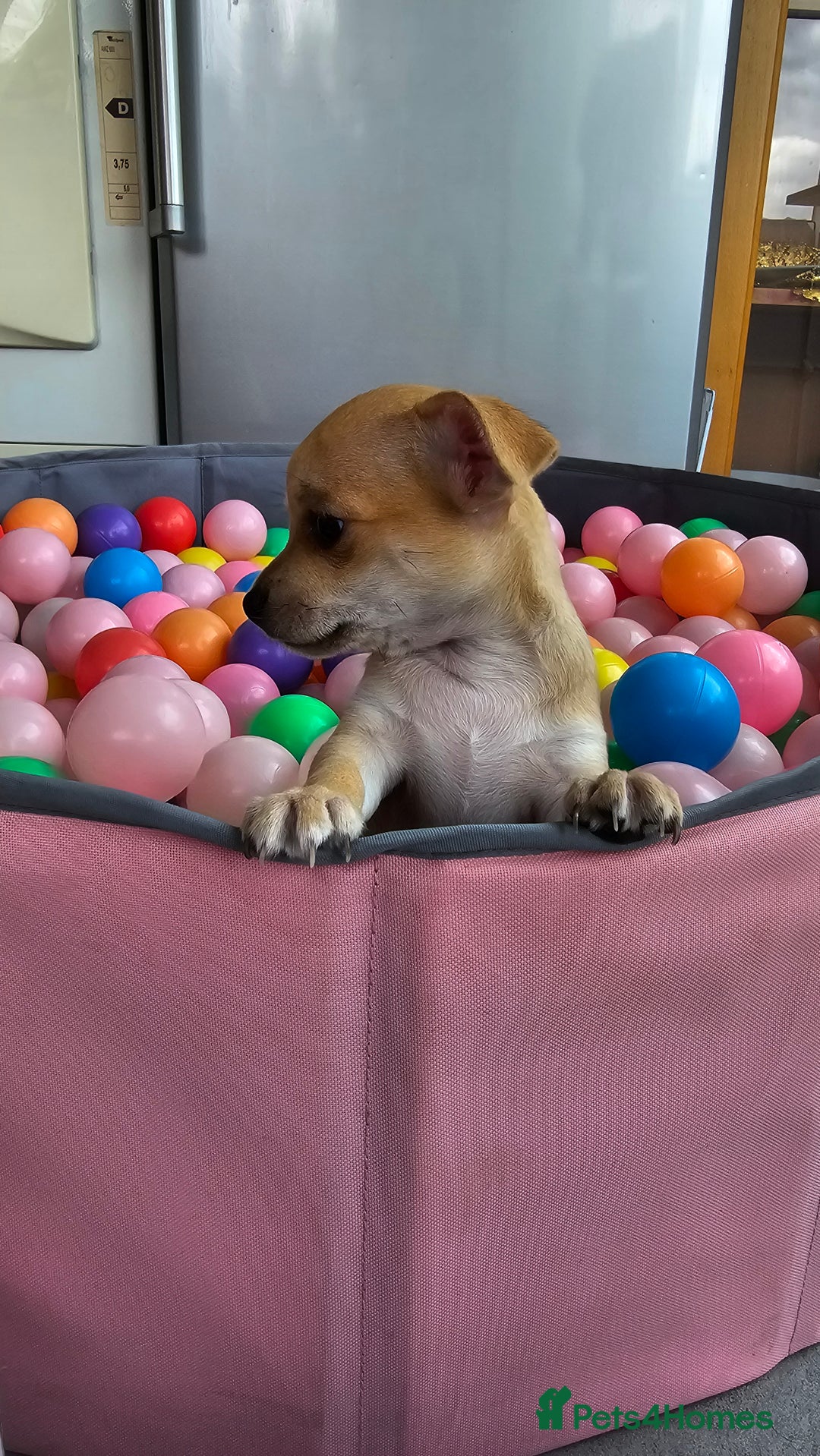 Chihuahua dogs for sale: Chihuahua puppies available  - Image 4