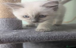Ragdoll cats for sale: Beautiful gccf registered kittens - Image 23