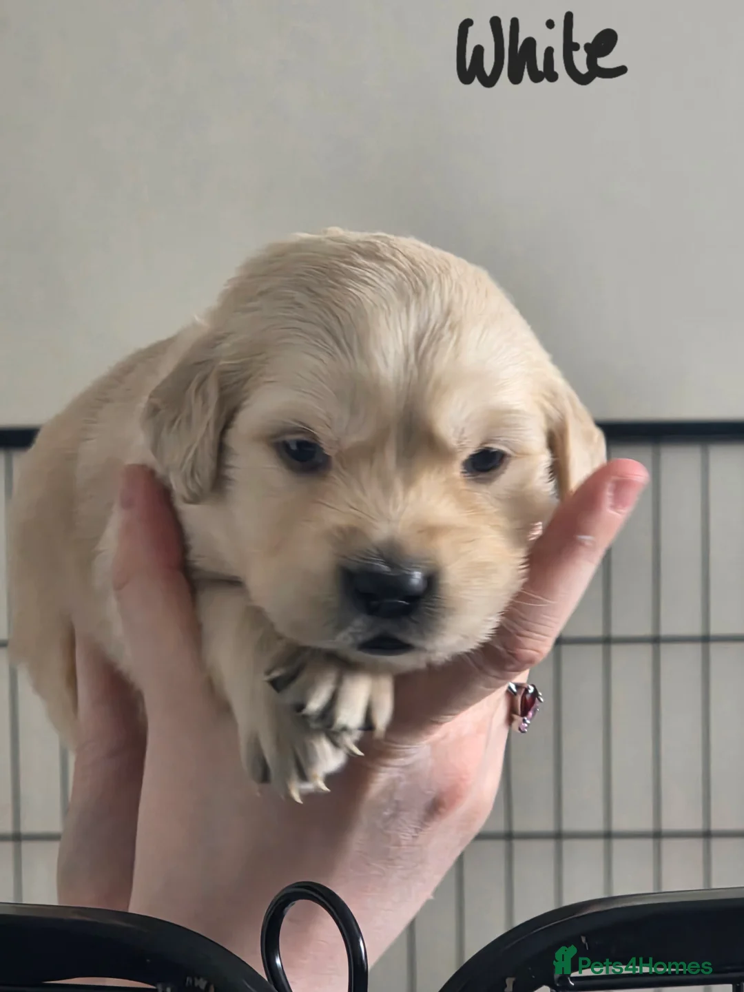 Golden Retriever dogs for sale: Adorable Golden Retriever Puppies for Sale  - Advert 8