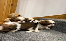 Shih Tzu dogs for sale: Summer Shihtzu Puppies - Image 17