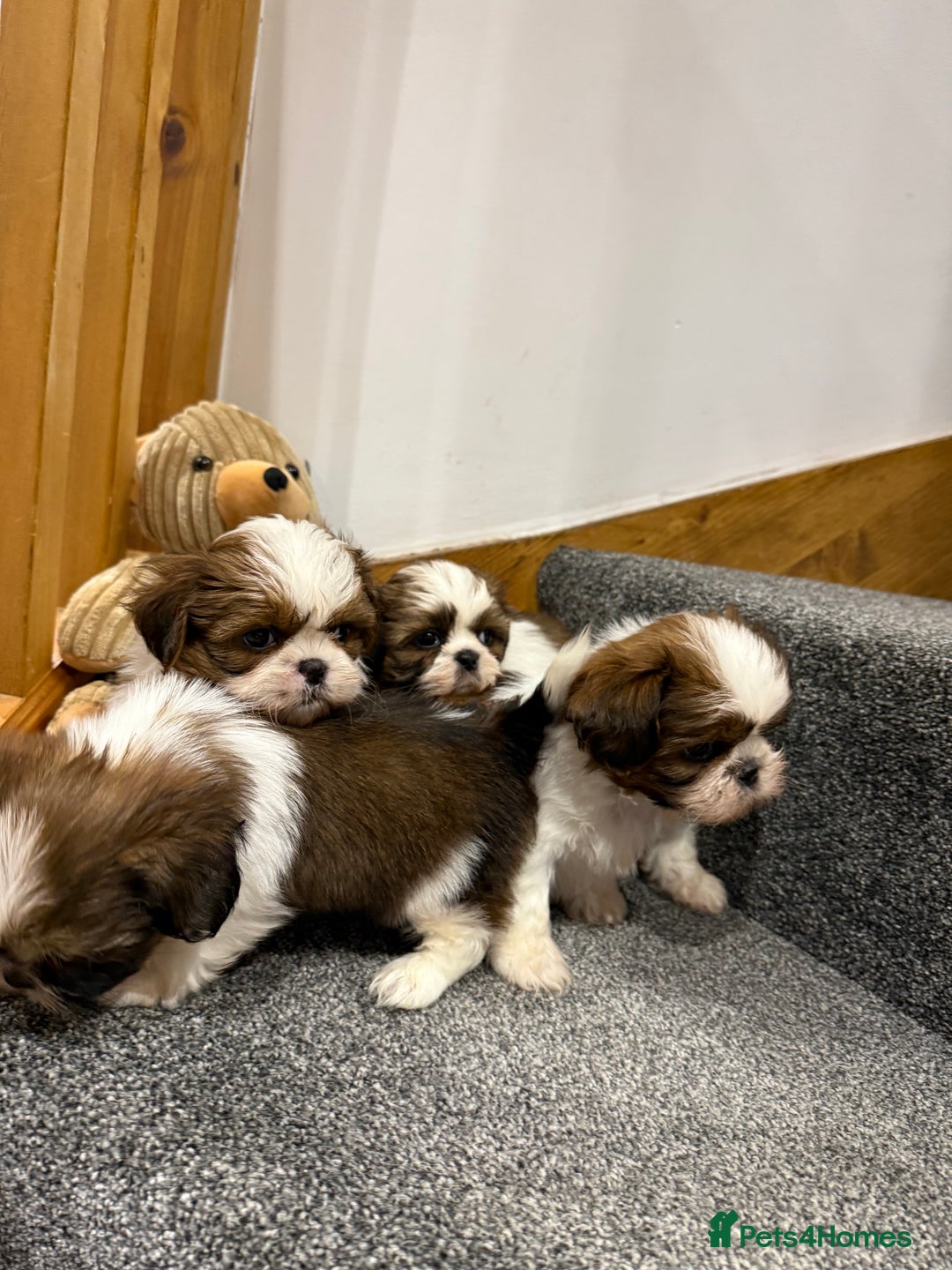 Shih Tzu dogs for sale: Summer Shihtzu Puppies - Image 17