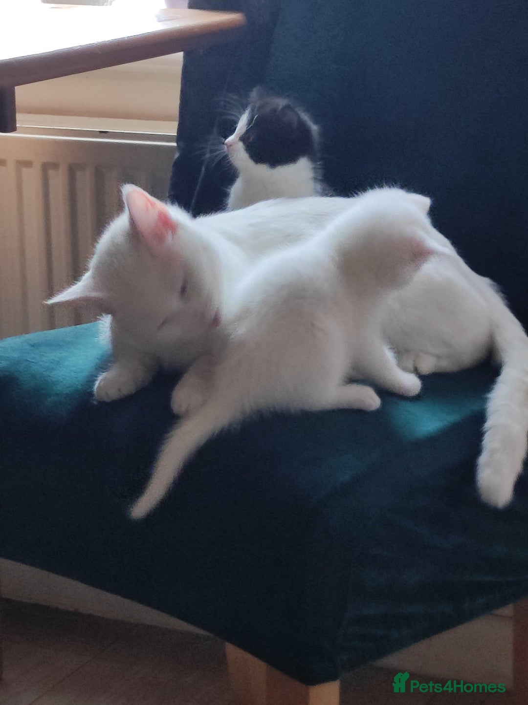 Mixed Breed cats for sale: Kittens - Advert 12