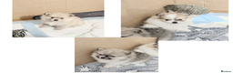Pomchi dogs for sale: 3/4 Pom 1/4 chi Pomchi F1BB - Advert 1