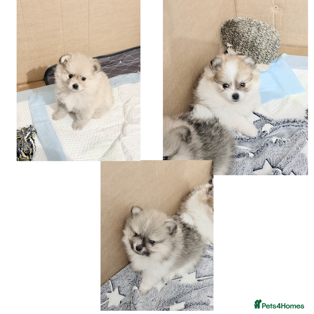 Pomchi dogs for sale: 3/4 Pom 1/4 chi Pomchi F1BB - Advert 1