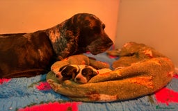 Cocker Spaniel dogs for sale: True show type male.  - Image 2
