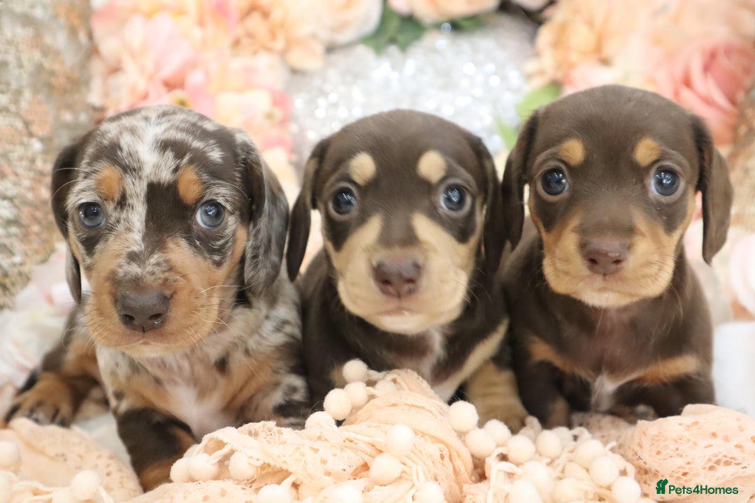 Miniature Dachshund dogs for sale: KC Registered Miniature Dachshund Puppies - Image 6