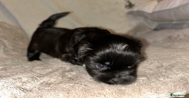 Lhasa Apso dogs KC Reg Lhasa Apso pups GPRA clear - Advert 9