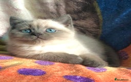 British Shorthair cats for sale: Purebred colourpoint BSH kittens  - Image 4