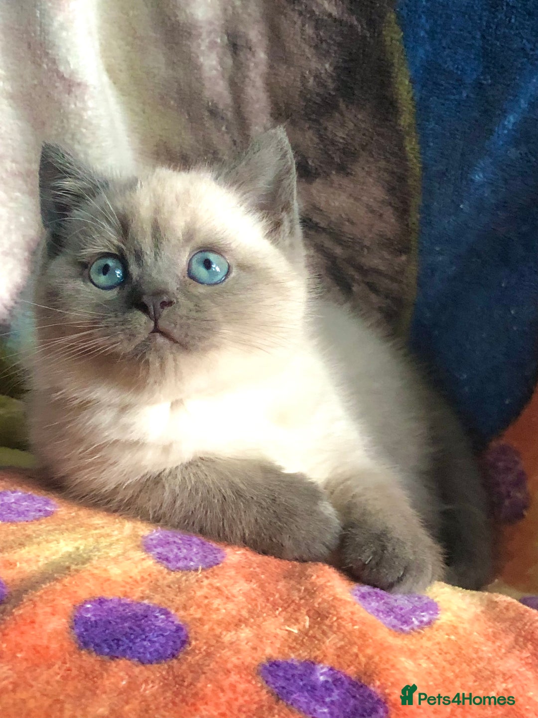 British Shorthair cats for sale: Purebred colourpoint BSH kittens  - Image 4