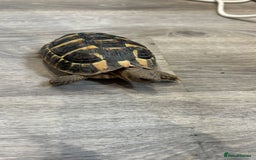 Hermann Tortoise reptiles for sale: Dwarf tortoise looking for a loving home  - Image 7