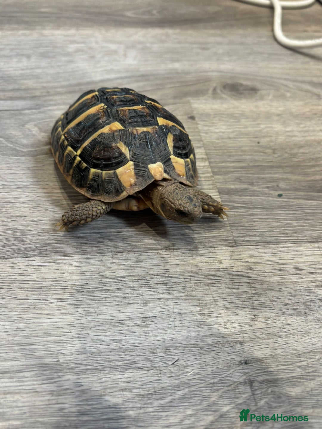 Hermann Tortoise reptiles for sale: Dwarf tortoise looking for a loving home  - Image 7