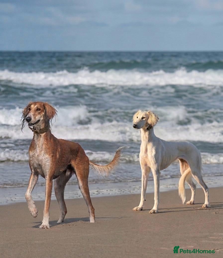 Saluki dogs Kc saluki puppies  - Advert 3