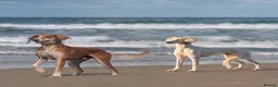 Saluki dogs for sale: Kc saluki puppies  - Advert 2