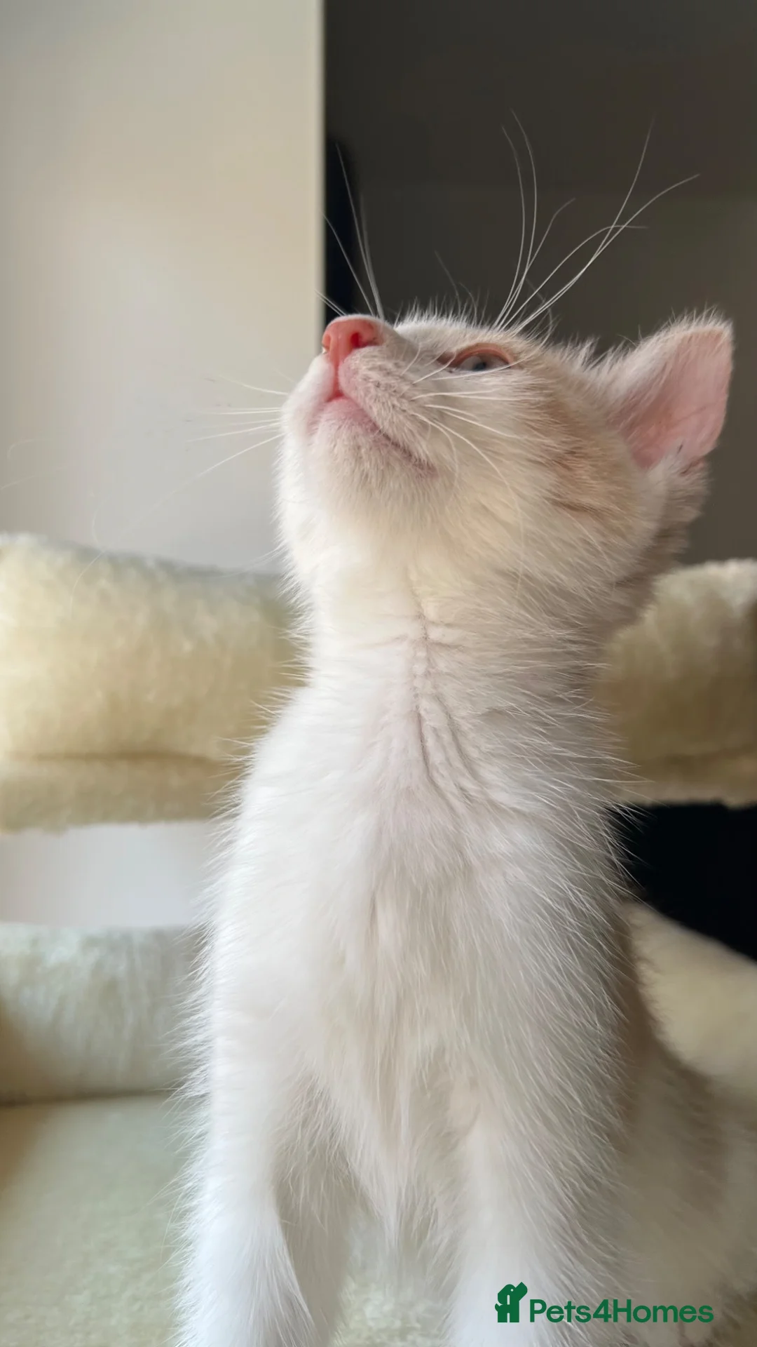 Domestic Shorthair cats for sale: Beautiful Female Kitten  - Advert 2