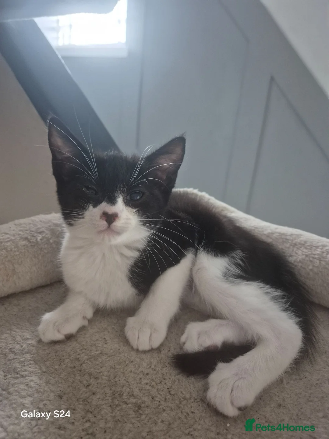 Mixed Breed cats for sale: Kittens ready for there forever homes now - Advert 14