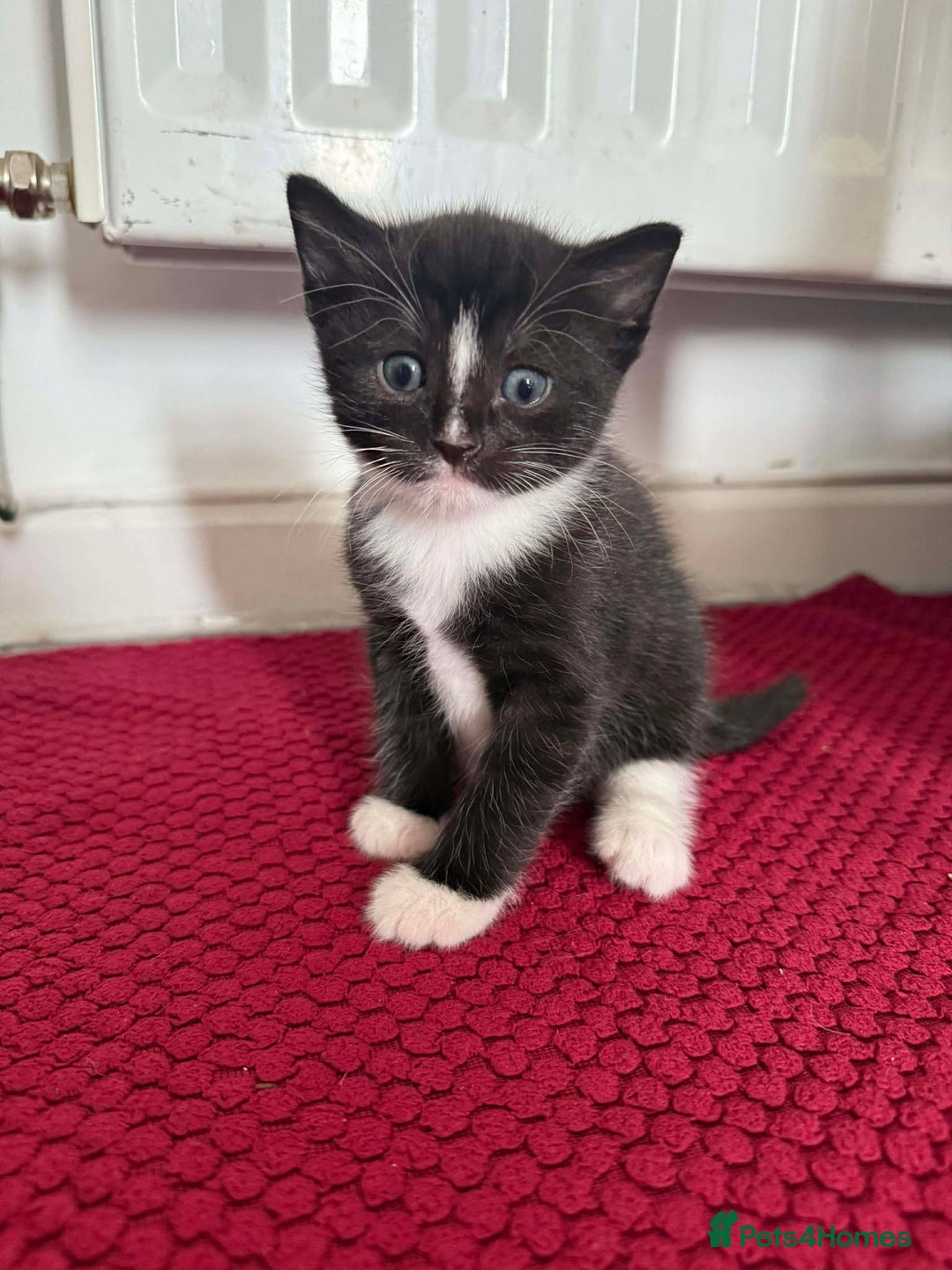 Mixed Breed cats for sale: Tiny Tuxedos + One little shadow  - Advert 7