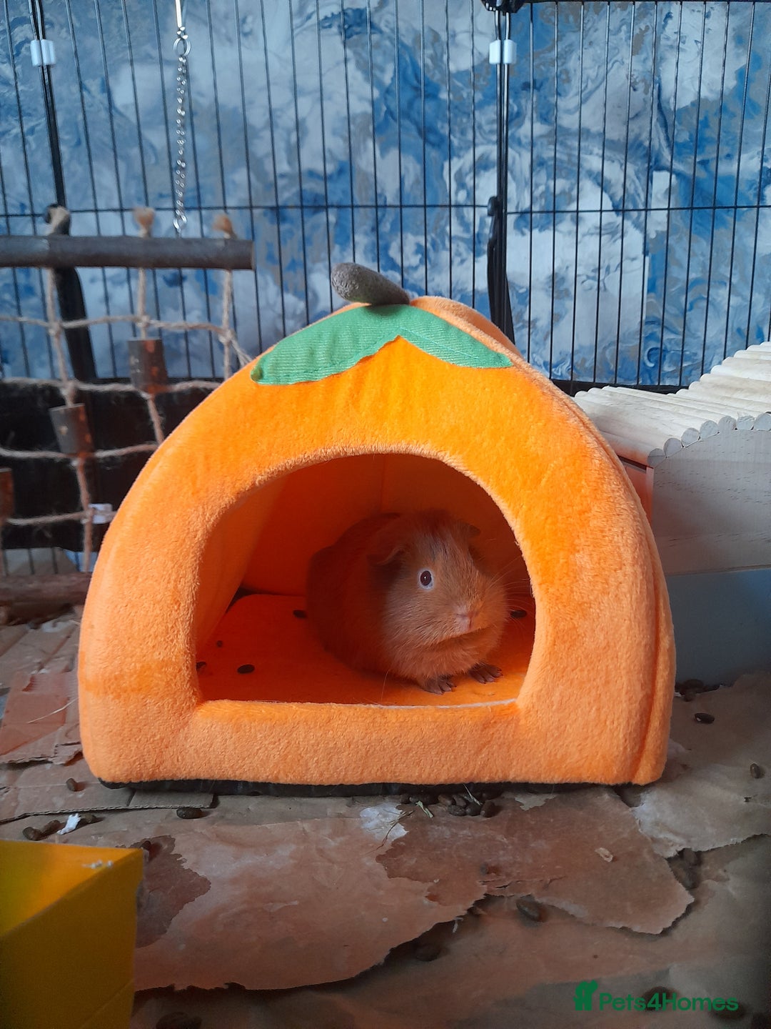 Guinea Pig rodents for sale: 2 male guniea pigs for sale - Advert 10