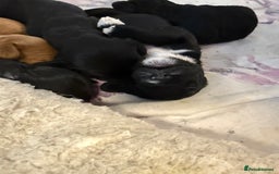 Cavapoo dogs for sale: Miniature CavaPoos - Image 6