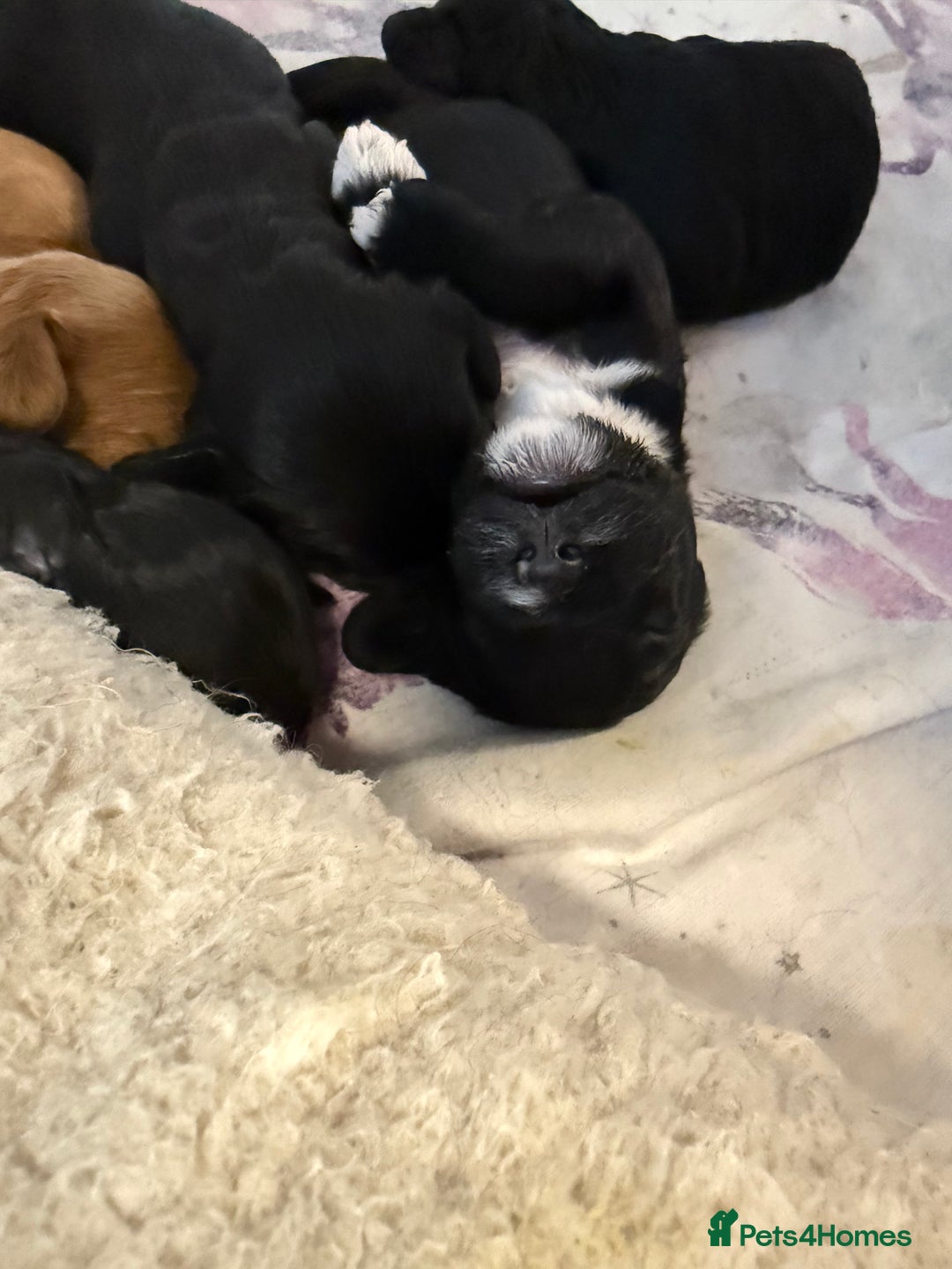 Cavapoo dogs for sale: Miniature CavaPoos - Image 6