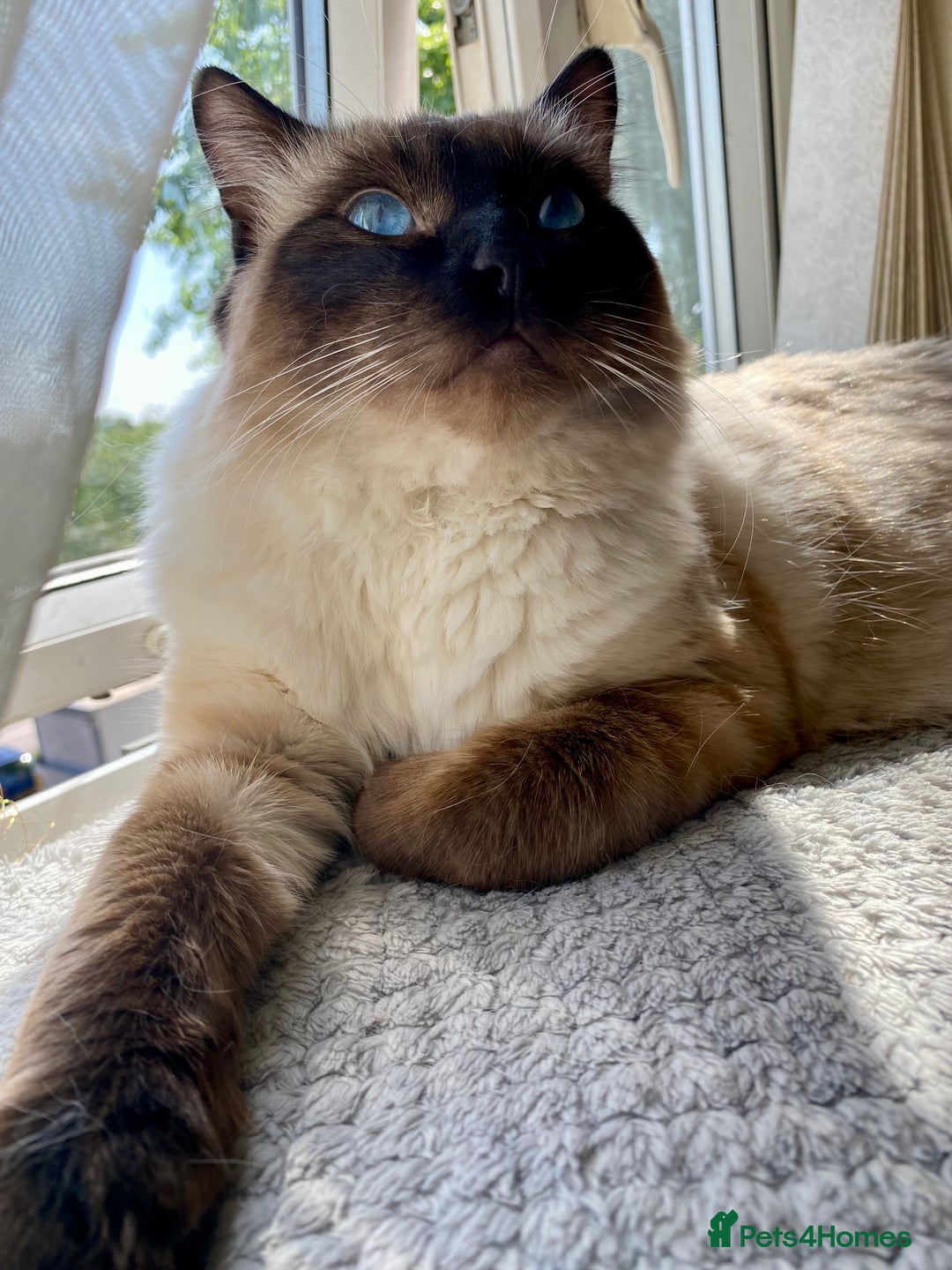 Ragdoll cats for stud: Fabulous Ragdoll for Stud  - Image 3