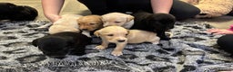 Labrador Retriever dogs for sale: Stunning lab pups - Advert 7