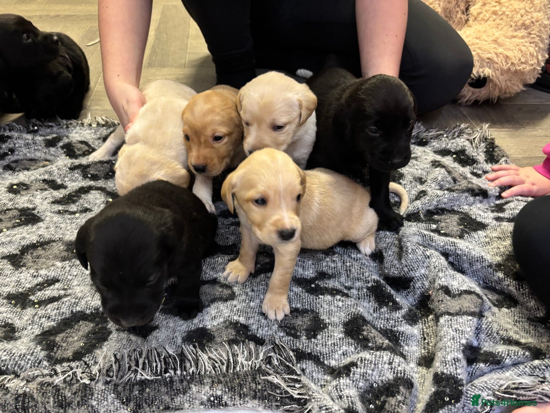 Labrador Retriever dogs for sale: Stunning lab pups - Advert 7