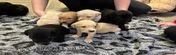 Labrador Retriever dogs for sale: Stunning lab pups - Advert 7