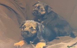 Border Terrier dogs for sale: GORGEOUS BORDER TERRIER GIRLS - Advert 5