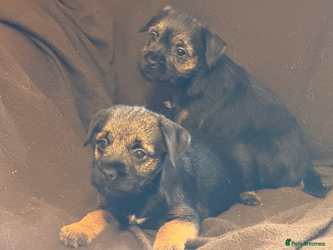 Border Terrier dogs for sale: GORGEOUS BORDER TERRIER GIRLS - Advert 5