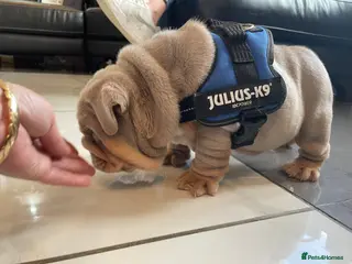 English Bulldog dogs Quality English bulldogs - Advert 18