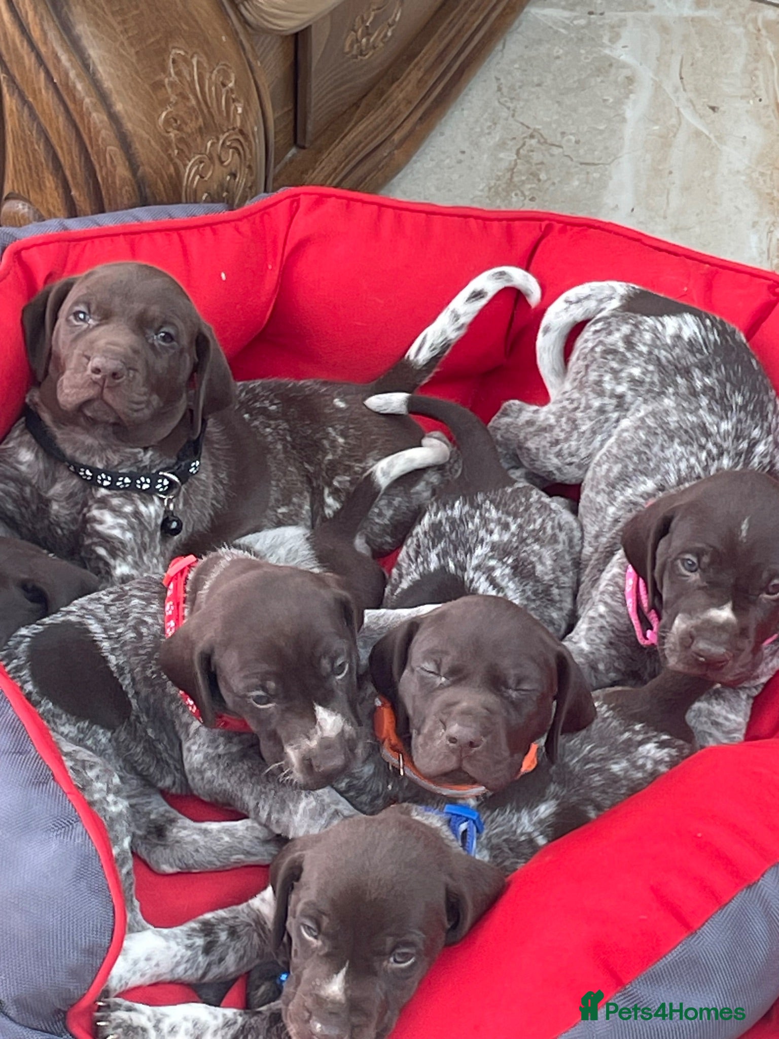German Shorthaired Pointer dogs German shorthaired pointer  - Advert 1