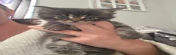 Maine Coon cats for sale: Beautiful full mainecoons - Advert 2